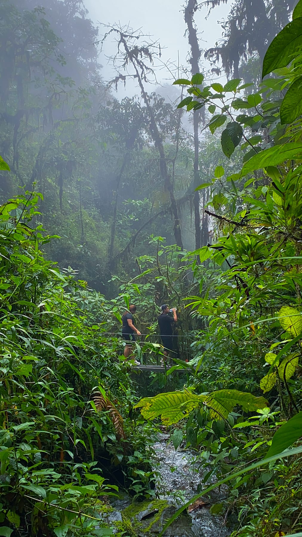 Camino a la cascada, bosque adentro